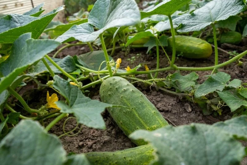 W czasie owocowania potrzeby pokarmowe ogórków rosną