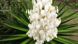 Podpowiadamy, jak zadbać o jukę ogrodową po przekwitnięciu.