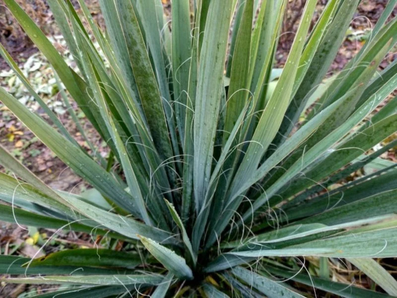 Juka ogrodowa będzie piękniejsza w kolejnym sezonie, jeśli zadbamy o nią latem po zakończeniu kwitnienia