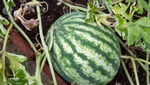 Arbuz lubi słoneczne miejsce i lekko wilgotną glebę.