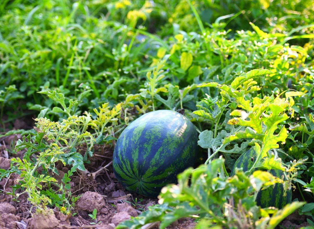 Arbuz potrzebuje dwóch rodzajów nawozów w zależności od fazy wzrostu.