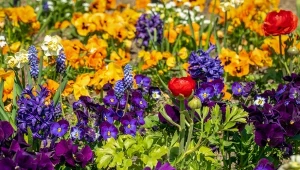 Hardy annuals, czyli jednoroczne rośliny odporne na przymrozki, można wysiewać już w lipcu.