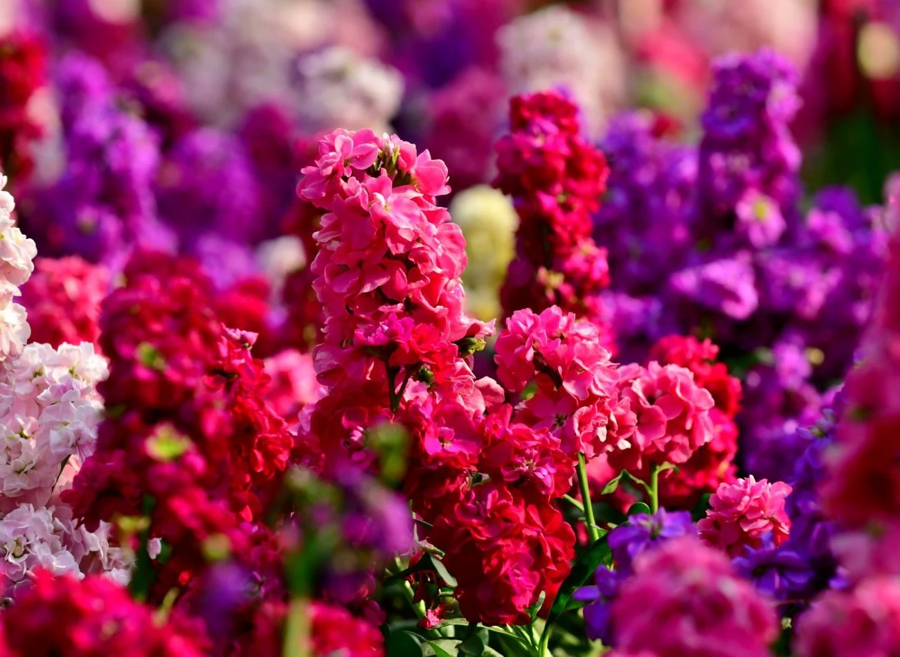 Lewkonie wieczorem roztaczają intensywny, słodki zapach, który przyciąga nocne zapylacze.