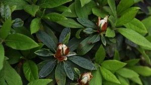 Jak pielęgnować azalie w ogrodzie, by bujnie kwitły?