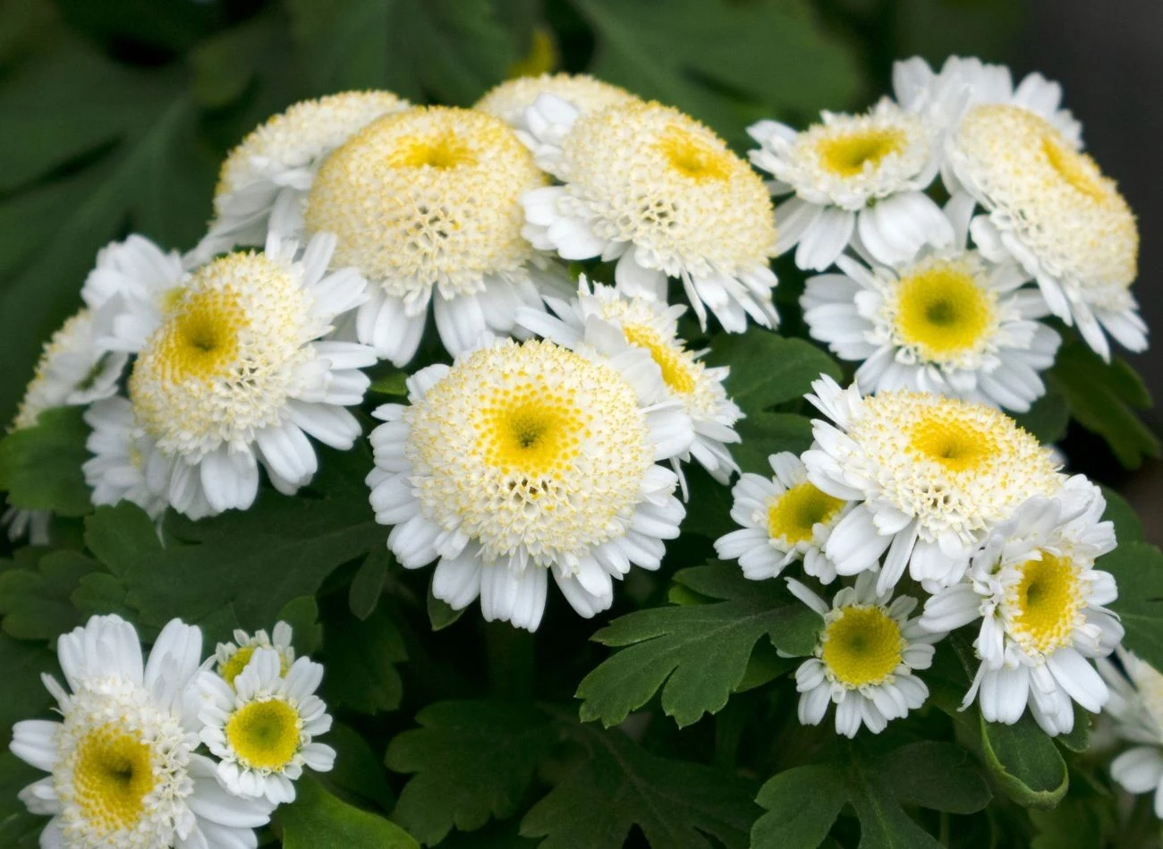 Złocień maruna nazywany jest średniowieczna aspiryną.