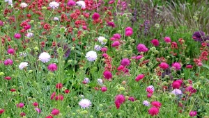 Uprawa świerzbnicy macedońskiej. Odporna roślina idealna dla początkujących