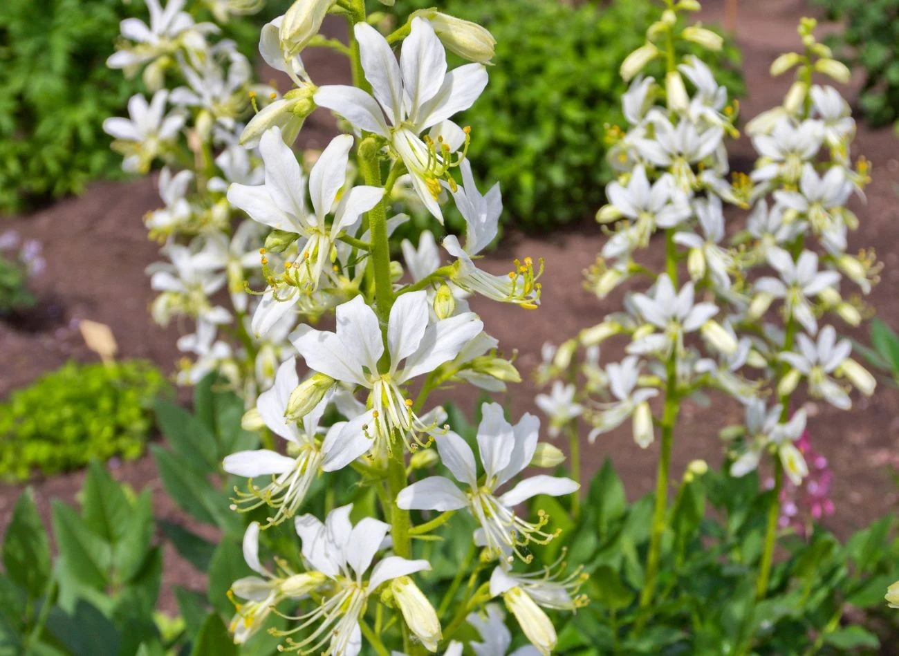 Dyptam jesionolistny najlepiej kwitnie w pełnym słońcu