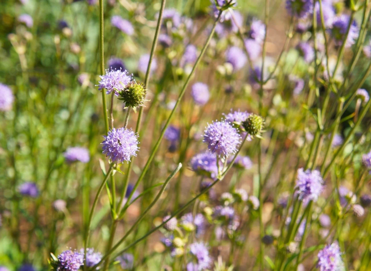 Knautia może sprawiać wrażenie delikatnej, ale odznacza się niezwykłą odpornością na trudne warunki.