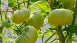 Istnieje kilka przyczyn powolnego dojrzewania pomidorów na krzaku.