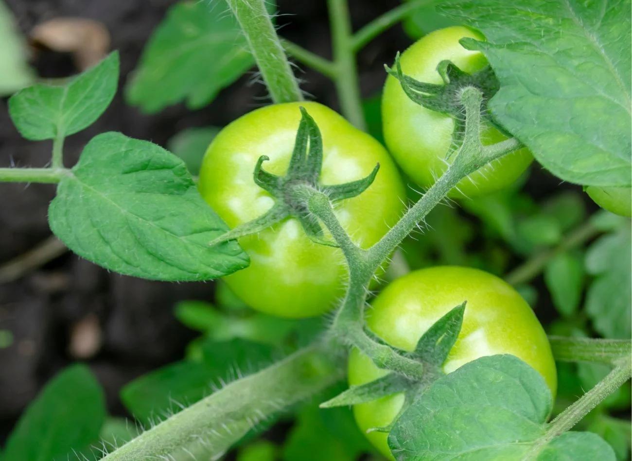 Nadmiar azotu w glebie, w drugiej połowie lipca może opóźnić dojrzewanie pomidorów