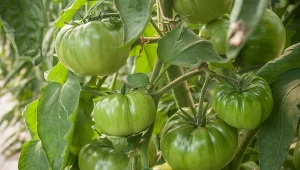 Bogate źródło fosforu dla pomidorów. Jak i kiedy stosować mączkę kostną?