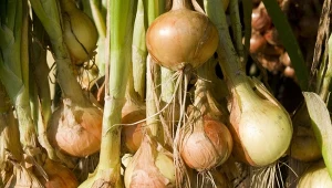 Cebula posadzona na wiosnę jest gotowa do zbioru latem.