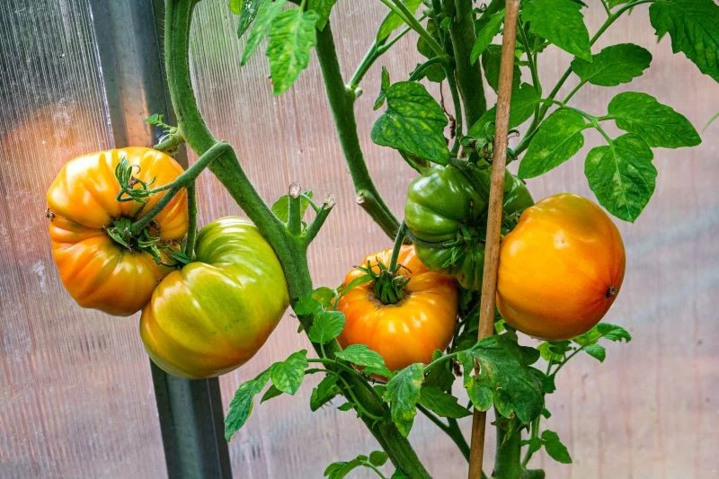 Mączka kostna dostarczy pomidorom ważnego dla nich fosforu