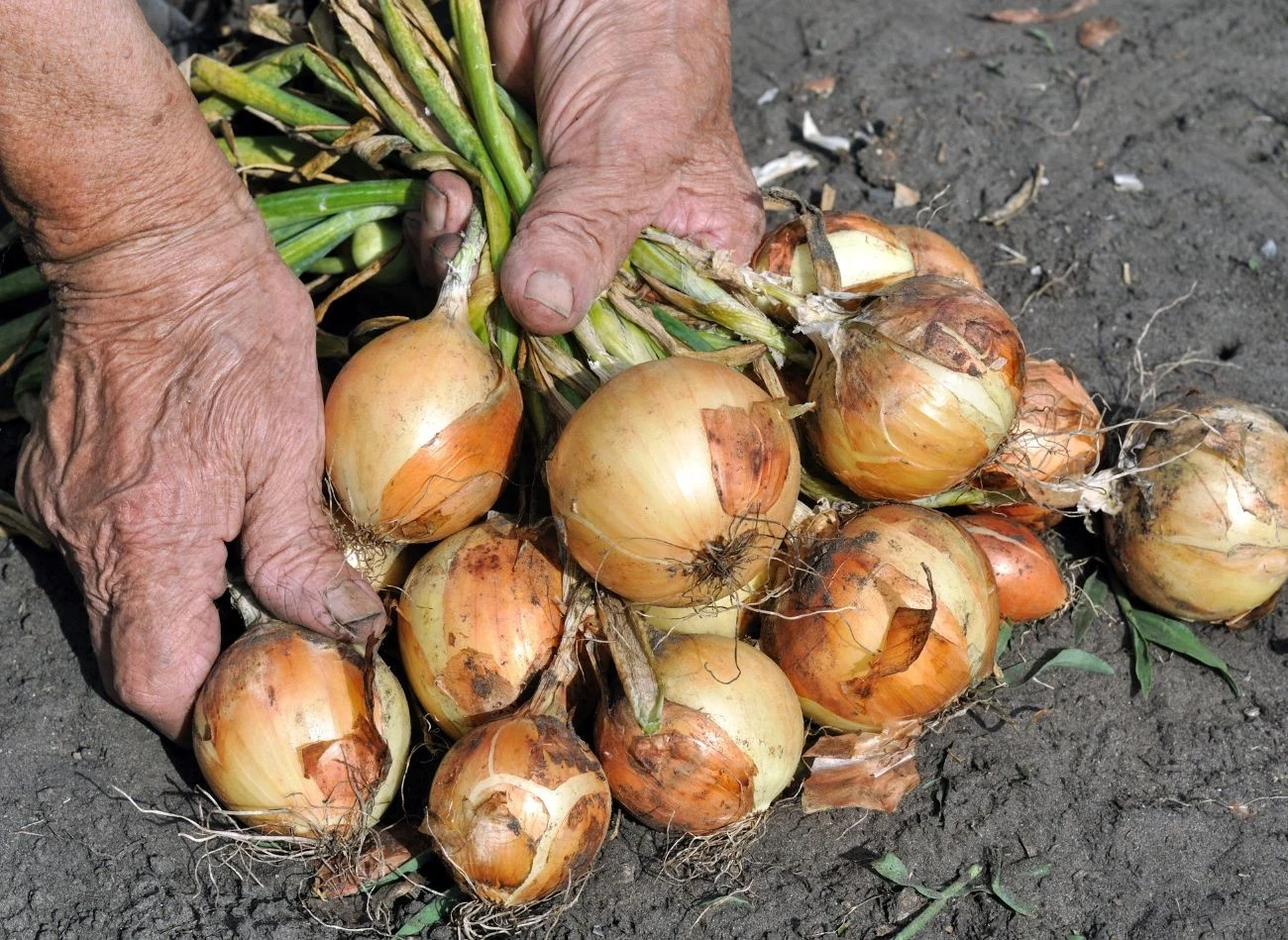 W trakcie suszenia nie wolno usuwać szczypioru z cebuli.