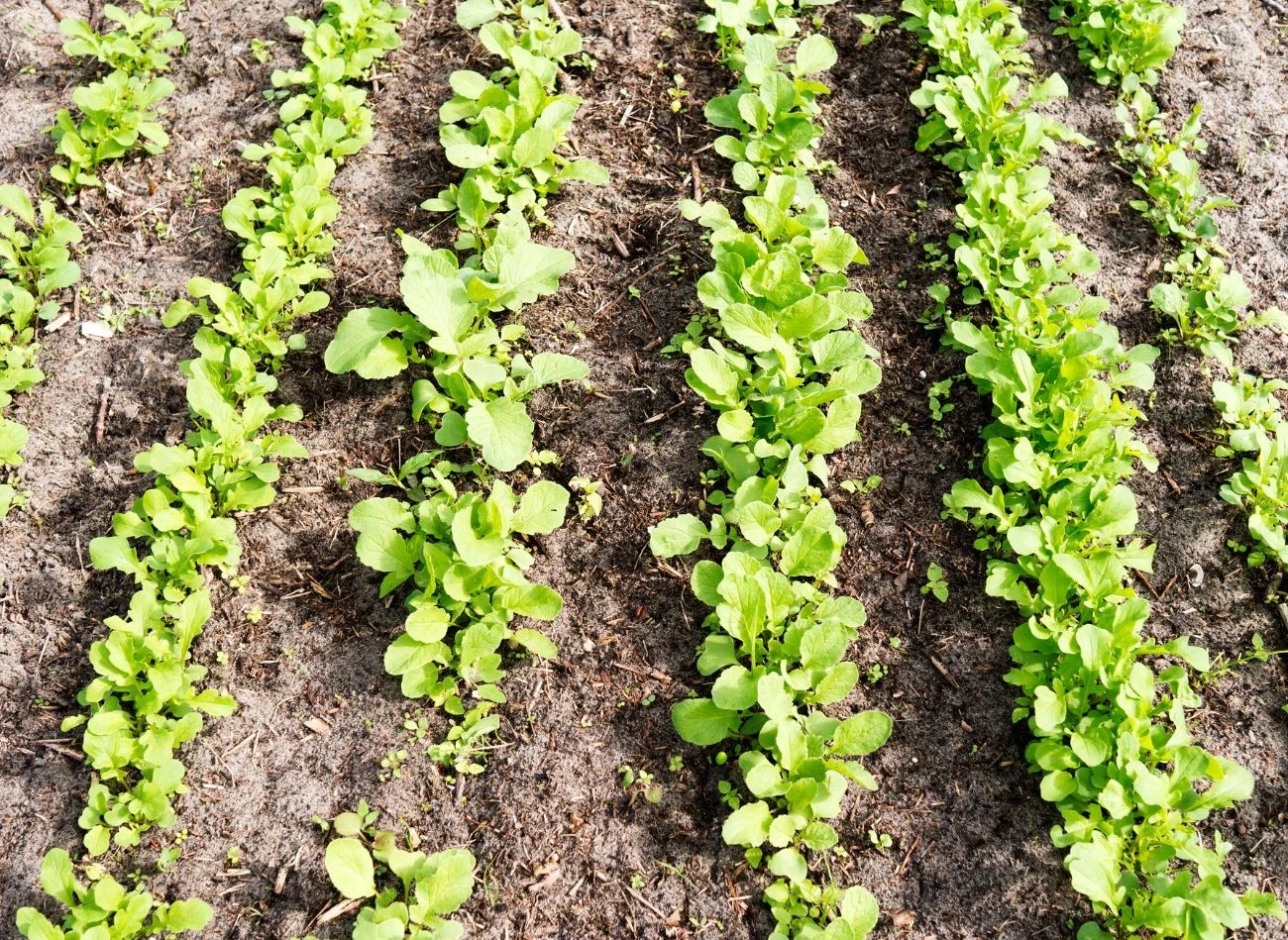 Jeśli chcesz w lipcu wysiać rzodkiewkę, postaw na późne odmiany.