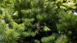 Daglezja zielona w ogrodzie. Zalety, pielęgnacja i wykorzystanie