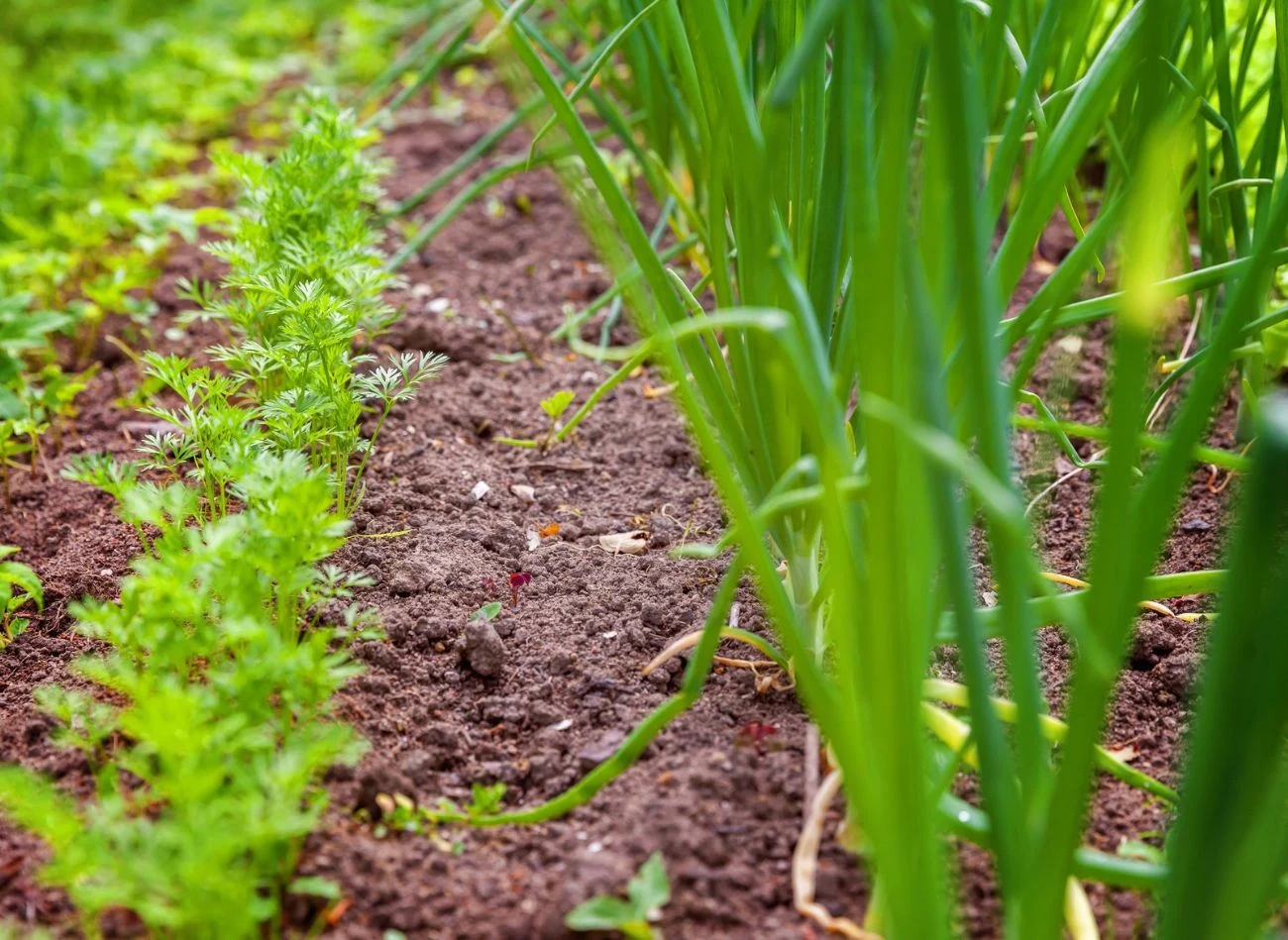Siew w połowie lata umożliwia uzyskanie drugiego zbioru warzyw jesienią, chroni glebę przed degradacją i poprawia jej żyzność.