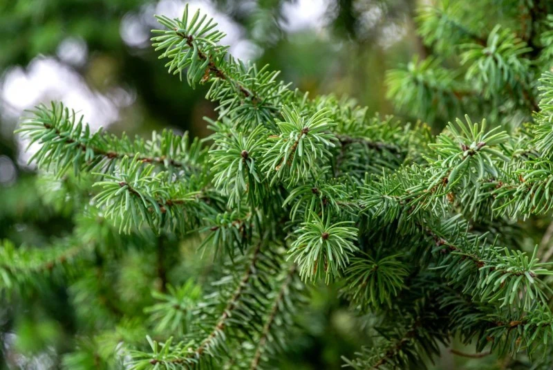 Igły daglezji mają charakterystyczny, cytrusowy zapach.