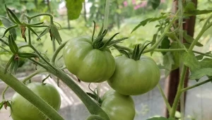 Podpowiadamy, czym ściółkować pomidory.