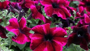 Podczas upałów codzienne podlewanie surfinii nie wystarczy.