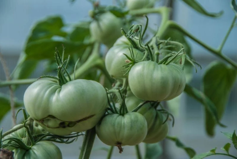 Prawidłowe ściółkowanie może chronić pomidory przed chorobami