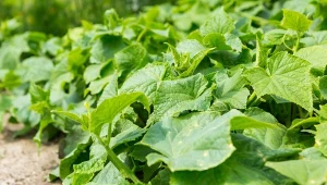 Mączniak prawdziwy to groźny przeciwnik wielu roślin, m.in. ogórków. Jak chronić uprawy?