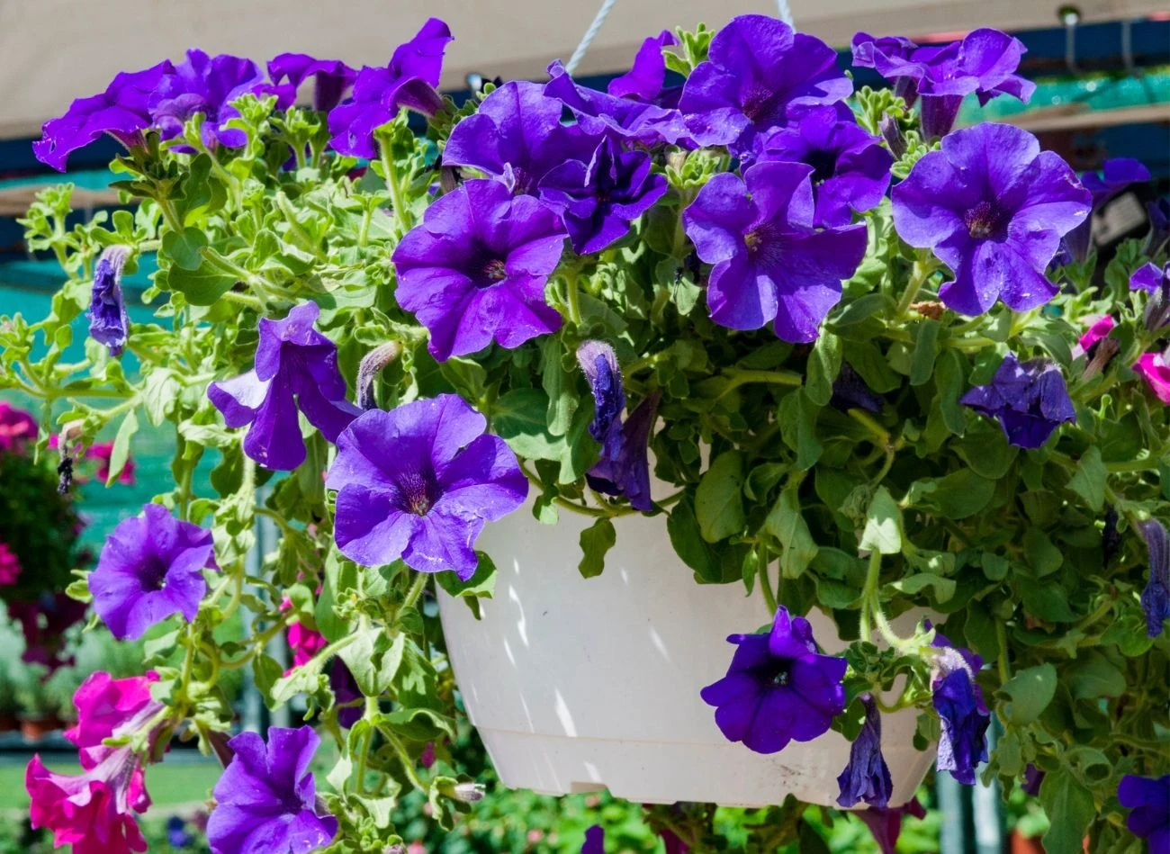 Surfinie najlepiej rośnie na słonecznym stanowisku