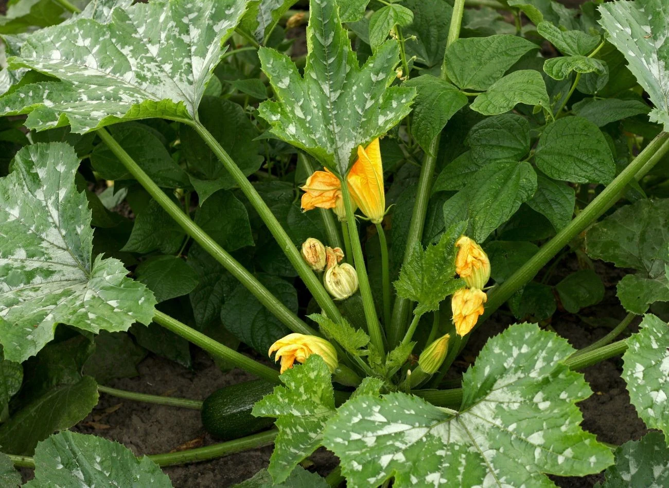 Mączniak prawdziwy najczęściej atakuje rośliny dyniowate, czyli ogórk , cukinie, dynie i melony.