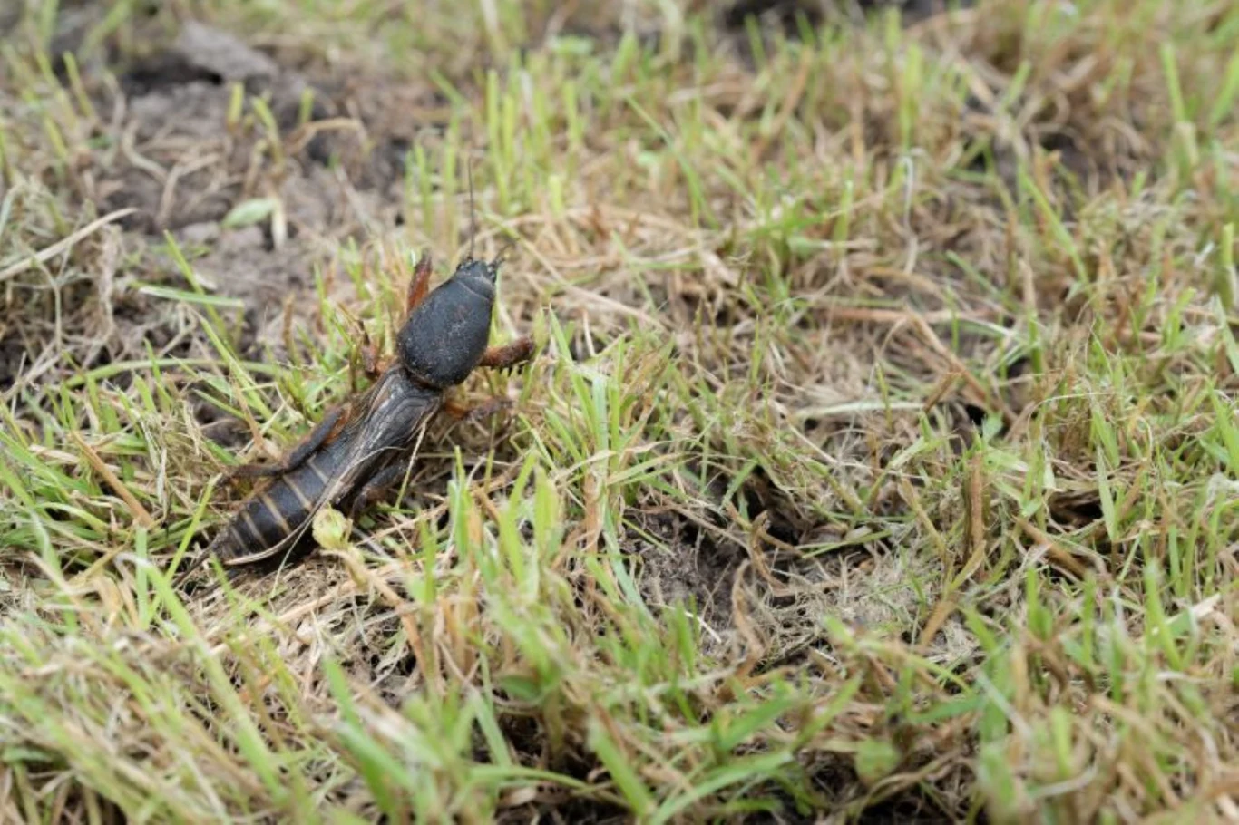 Turkuć podjadek jest jednym z najgorszych szkodników w ogrodzie