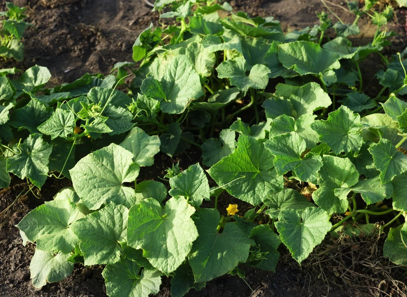 Młode liście i pędy są szczególnie podatne na infekcję, ponieważ mącznika wykorzystuje ich żywe tkanki do pobierania składników odżywczych.