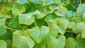 Czym zasilić ogórki, które potrzebują azotu?