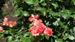 Czarna plamistość róż może zniszczyć krzew w ciągu jednego lub dwóch sezonów. Można jej jednak zapobiec i cieszyć się pięknymi różami.