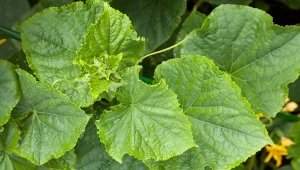 Żółknięcie liści ogórków jest spowodowane przez kilka czynników. Jak je rozpoznać?