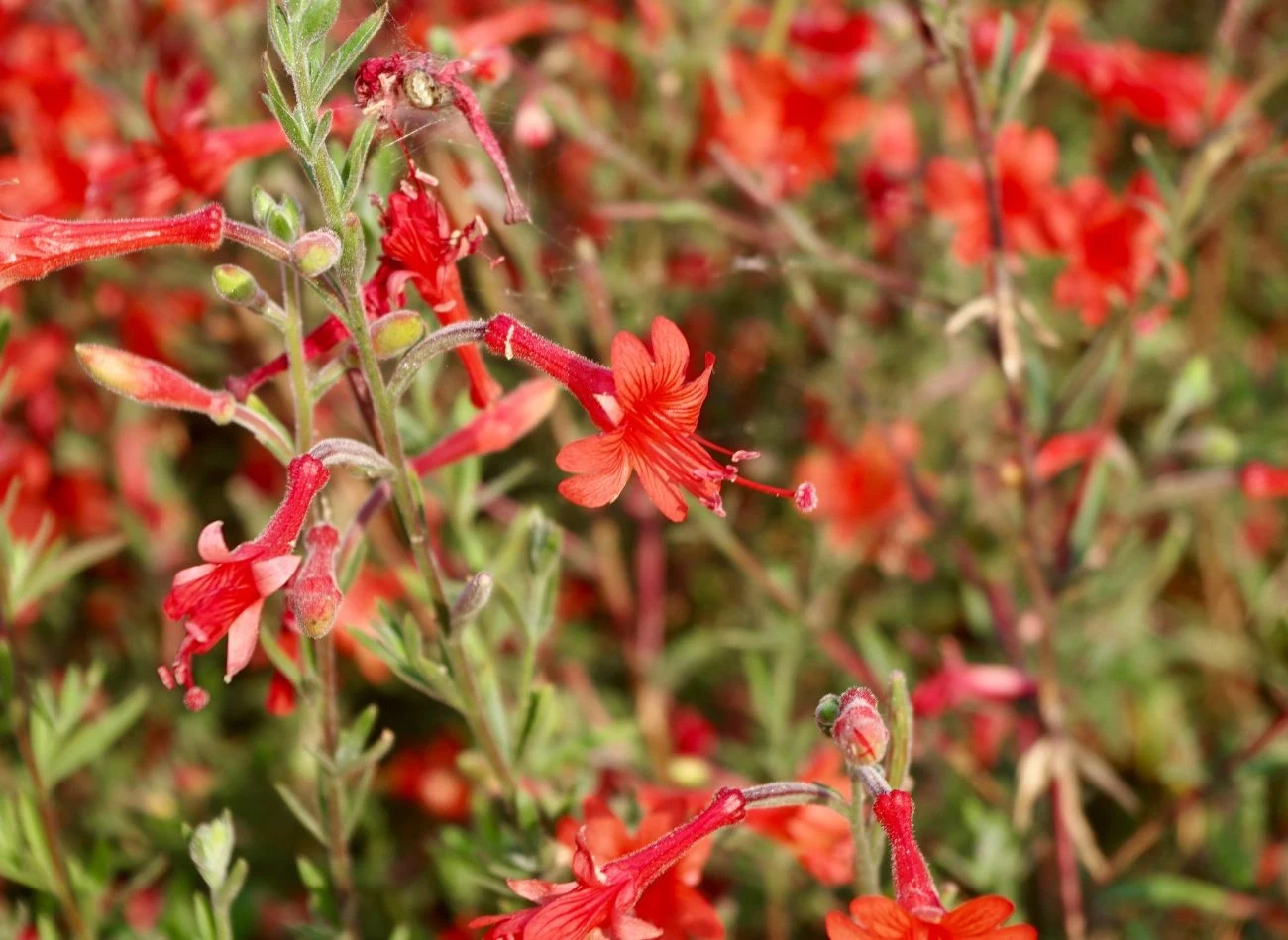 Fygelius występuję w wielu różnych odmianach, które różnią się budową i kolorem kwiatów.