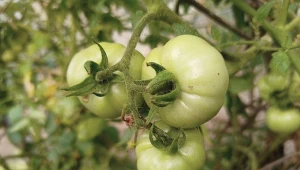 Dlaczego pomidory gniją na krzakach? Jak temu zapobiegać?