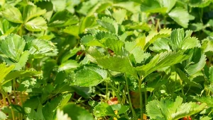 Jak pielęgnować truskawki po zbiorach. Czym je nawozić, by dobrze plonowały za rok.