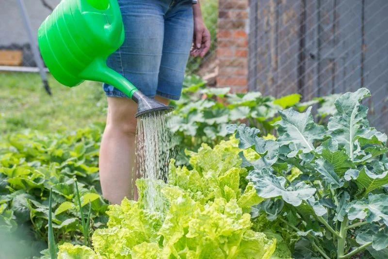 Gnojówką z czosnku możemy podlewać lub opryskiwać rośliny, które potrzebują ochrony