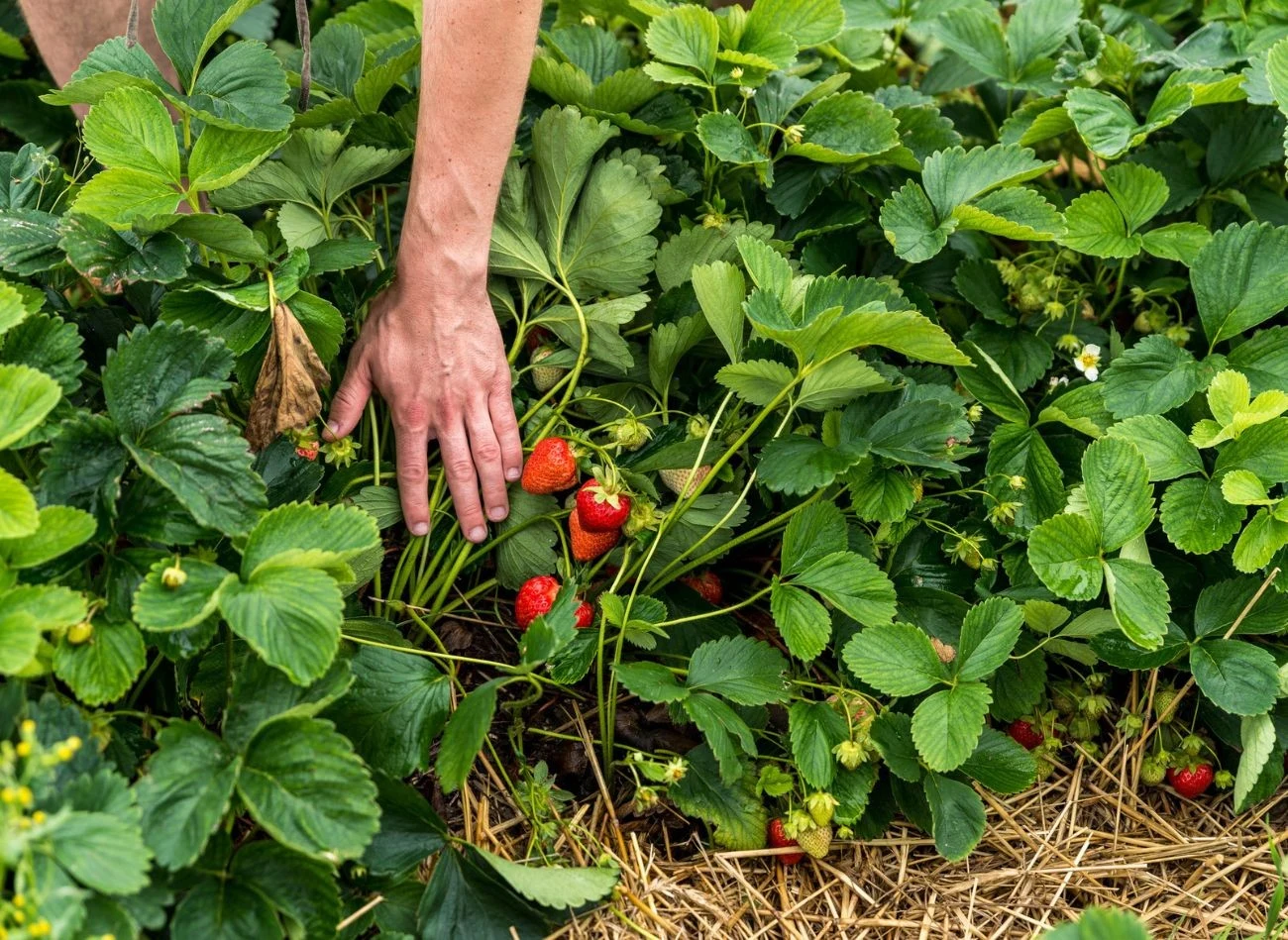 Ściółka w uprawie truskawek odgrywa ważną rolę, po zbiorach, należy ją dokładnie usunąć.