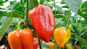 Naturalne nawożenie i pielęgnacja papryki w lipcu. Prosty sposób na podwojenie owocowania papryki