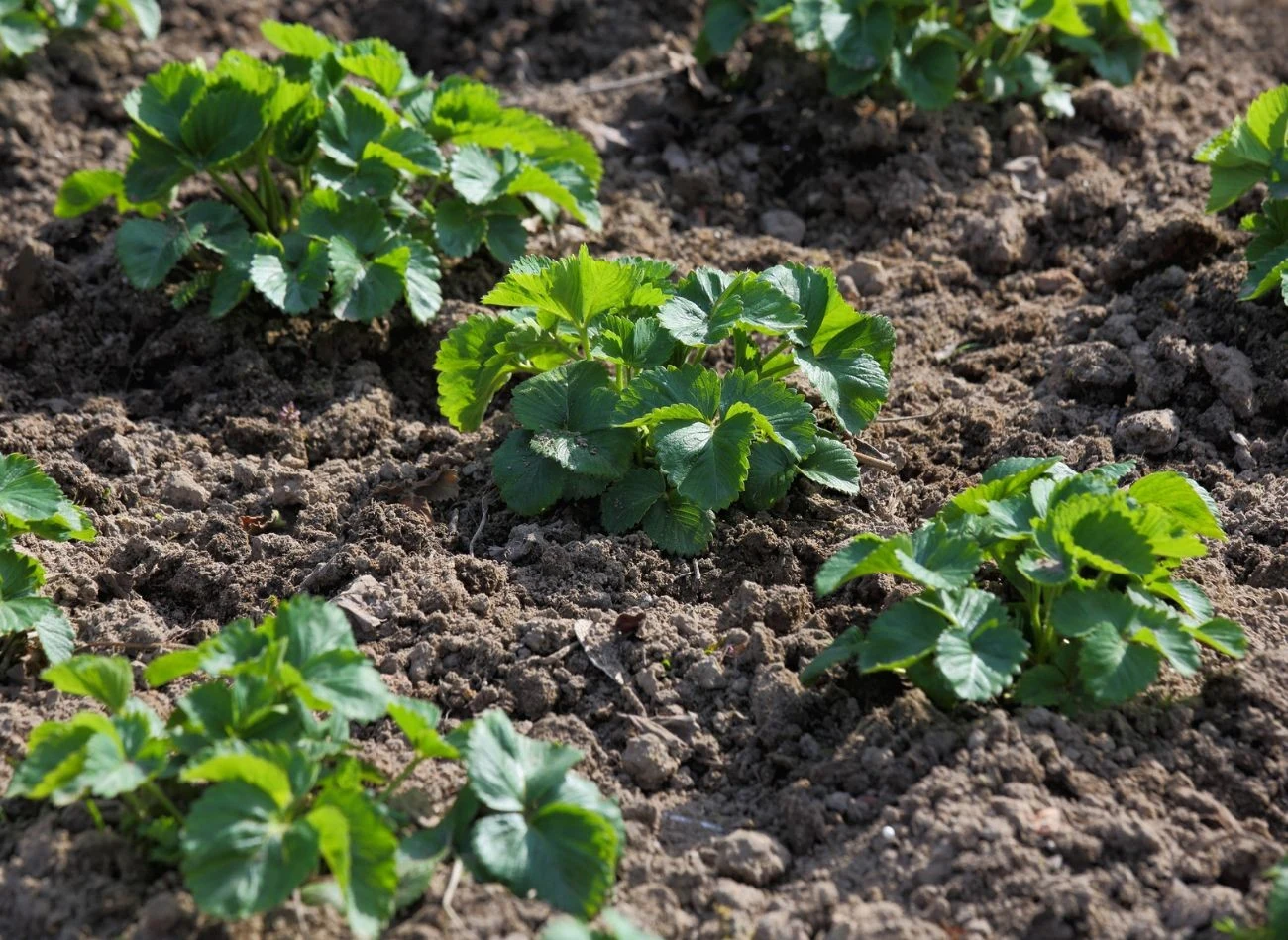 Po owocowaniu truskawki potrzebują szczególnej troski, by w przyszłym sezonie dać dużo owoców.