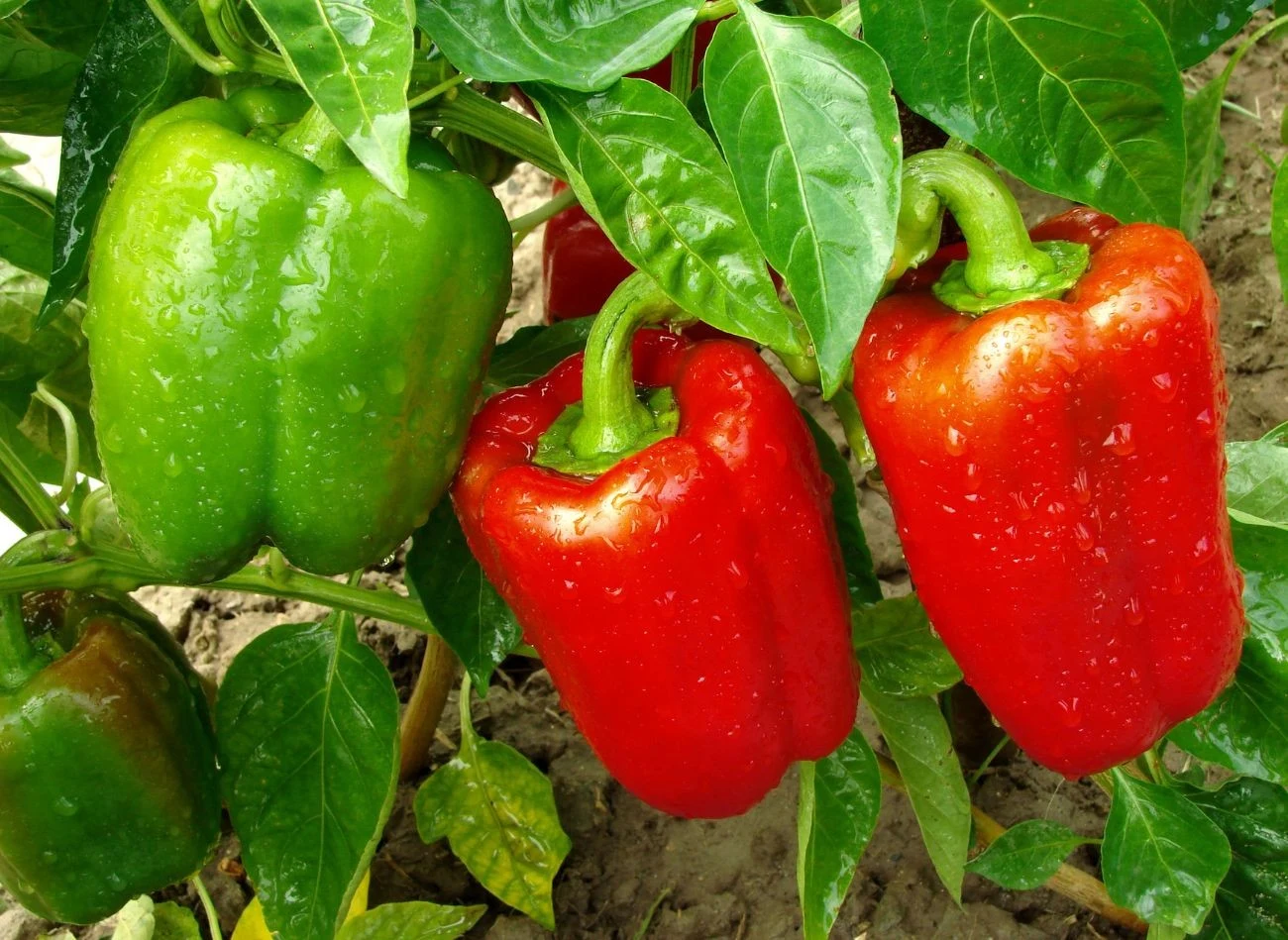 W naturalnym nawożeniu papryki bardzo dobrze sprawdza się m