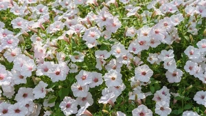 Trzeba odpowiednio zadbać o surfinie, by cieszyły oko przez całe lato.