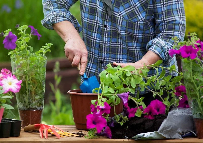 Regularne nawożenie surfinii jest gwarancją kwitnienia.
