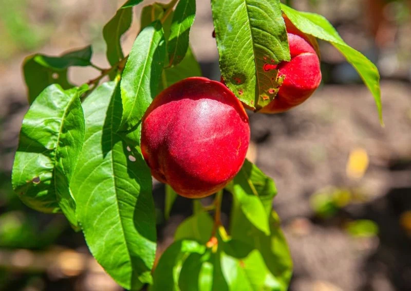 Zastosuj kilka zasad i ciesz się słodkimi owocami nektaryny.