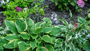 Wyjaśniamy, jak latem rozmnożyć hosty bez wykopywania.