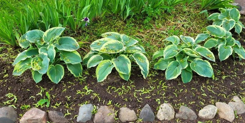 Nowe sadzonki funkii można otrzymać bez wysiłku i sięgania po szpadel