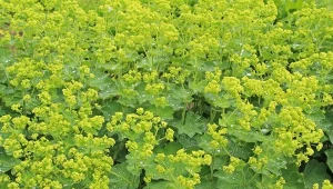 Przywrotnik miękki w ogrodzie: uprawa, wymagania, zastosowanie