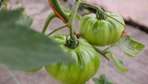 Szkodniki atakują pomidory? Warto wypróbować te naturalne opryski.