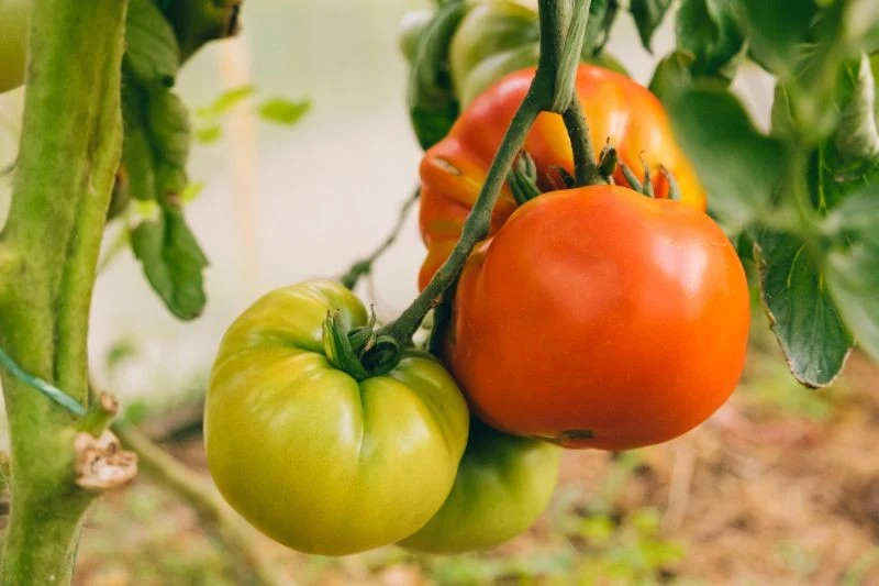 Larwy i gąsiennice naruszają strukturę pomidorów, przez co owoce są bardziej narażone na pękanie i uszkodzenia mechaniczne