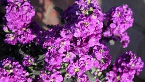 Kwitną przez całe lato, zdobiąc ogród nawet do późnej jesieni. Bez większych wymagań